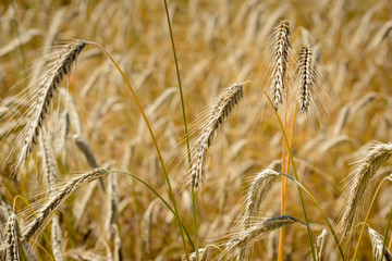 Close up from golden summer cornfield