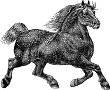 Vintage Image Horse
