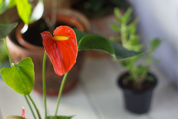 Poster - Red anthurium also known as tailflower, flamingo flower and laceleaf. Anthurium andre flower.