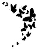 Fototapeta Motyle - color butterflies,isolated on a white