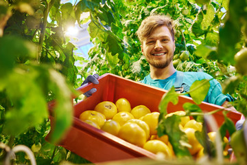 Friendly farmer at work in greenhouse