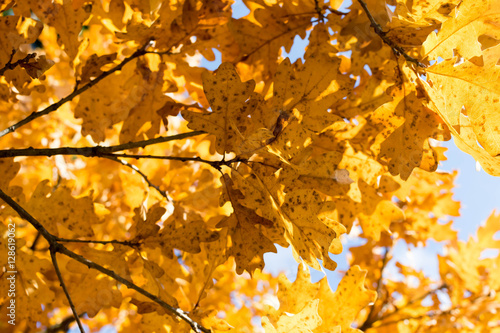 Cuadros en Lienzo Hojas de otoño / hojas de otoño