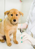 Fototapeta Zwierzęta - vet with syringe doing vaccination dog. focused on the syringe