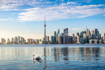 Poster - toronto skyline and swan swimming on ontario lake - toronto, ontario, canada