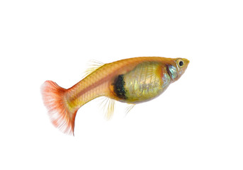 guppy fish on white background