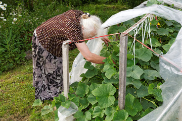 The old woman in a hothouse at bushes of Cucumbers