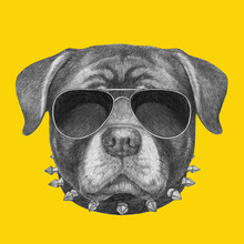 Portrait Of Rottweiler With Sunglasses And Collar. Hand Drawn Illustration.