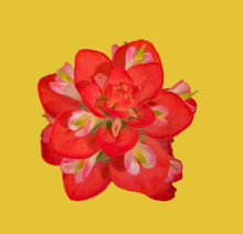 Bright Red Bloom Of An Indian Paintbrush Flower, On Yellow Background
