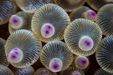 Bulbed Anemone Tentacles
