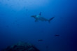 Hammerhead shark cocos island