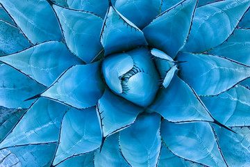 Blue Agave Plant