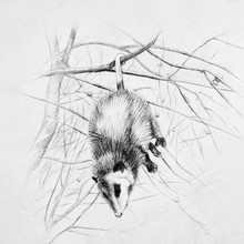 Sleeping Black And White Possum Hanging On A Tree Branch.