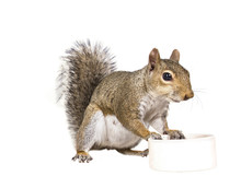 American Gray Squirrel Rests On A White Saucer