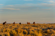Wild Horse Scenic Loop near Rock Springs, Wyoming	