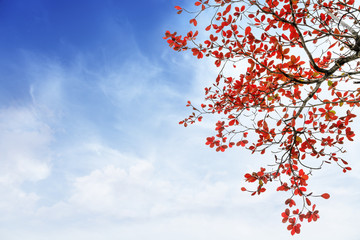 red and orange leaves tree in autumn with cloud and blue sky