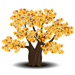 Wall Mural - tree maple with red and yellow leaves