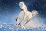 Fototapeta Konie - White horse run gallop in winter snow field 