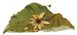 dry  leaves of poplar with artichoke flowers