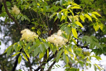 foliage and flowers of common ash (fraxinus excelsior).