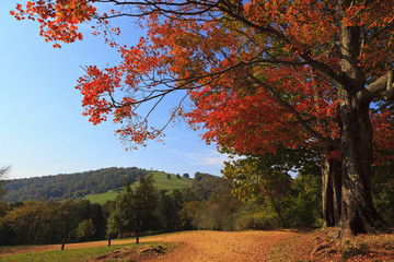 hiking trail down to jefferson's grave on the property of monticello,
