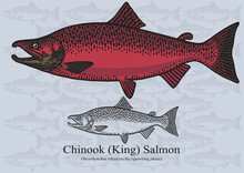 Chinook (King) Salmon (Spawning Phase). Vector Illustration For Artwork In Small Sizes. Suitable For Graphic And Packaging Design, Educational Examples, Web, Etc.