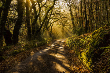Wall Mural - Misty woodland country road at sunrise, Cornwall, UK