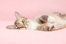 Funny Cat Playing On Pink Background