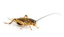Cricket - Gryllus Assimilis - Feeding Insects