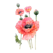 Red Poppy Flower Bouquet Isolated On White Background.