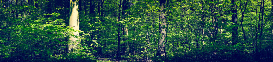 Wall Mural - green forest scenery in panorama