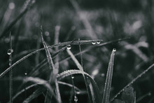 Grass With Dew In The Morning With Black And White Tone. Slovakia