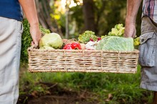 Midsection Of Colleague Carrying Vegetables Crate At Garden