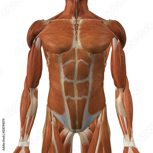 Male Front Torso Muscles Stock Illustration Adobe Stock