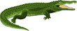 vector Wildlife crocodile
