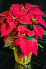 Wall Mural - Red Poinsettia, Christmas Star, in a flower pot against dark background