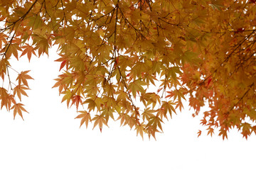 japanese red autumn maple tree leaves (acer palmatum) isolated o