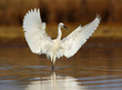 Dance of little Egret