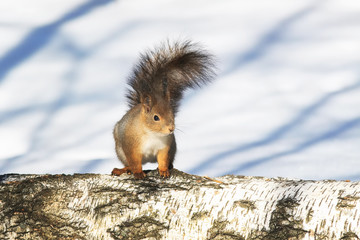 Wall Mural - small furry squirrel is on the trunk of a birch and curious looks