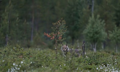 Wall Mural - Gray wolf (Canis lupus) at night in summer. Finland. Taiga.