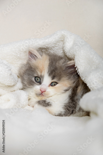 Niedliche 5 Wochen Alte Britisch Langhaar Baby Katze Hat