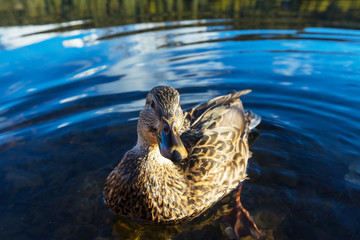 Duck