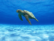a turtle swimming through the lagoon