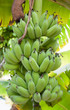 © mezirka - Baby bananas, Thinadhoo island, Maldives