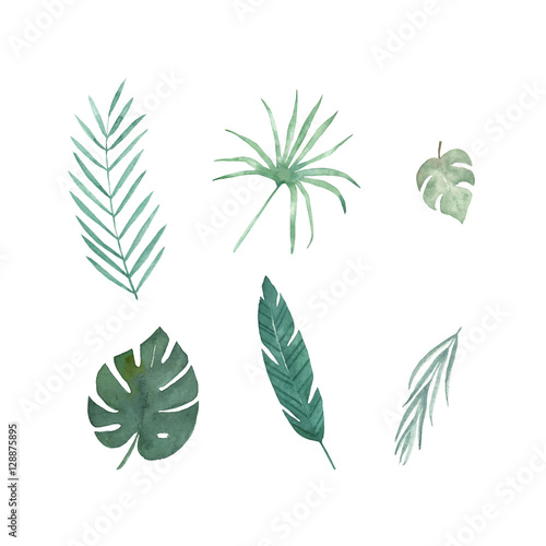 Set of  tropical leaves. Watercolor isolated elements