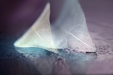 Aufkleber - White transparent skeleton leaf with beautiful texture on a lilac abstract background on glass with shiny water dew drops and circular bokeh close-up macro. Gentle romantic artistic image.