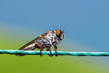 Robber Fly, Assassin Fly (Asilidae)