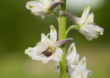 Closeup Of A White Prairie Larkspur, A Wild Native Prairie Plant