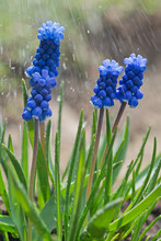 Blue Primroses Grape Hyacinths Under A Spring Rain.
