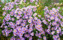 Autumn Flowers, Beautiful Chrysanthemums In Flower Bed. Pink Asters Growing In The Park. Background Of Many Small Violet Flowers Of Chrysanthemum.

