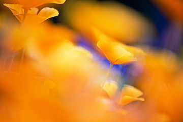 Wall Mural - Blurred floral background California poppies in wind.